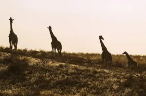 Southern Giraffes (Giraffa giraffa)