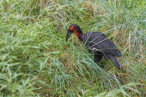 A southern ground hornbill, Bucorvus leadbeate