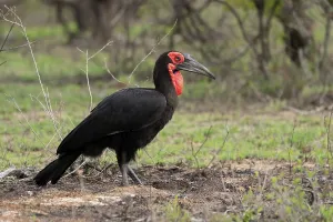 Southern ground hornbill (Bucorvus leadbeateri)