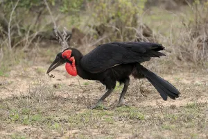 Southern ground hornbill (Bucorvus leadbeateri)