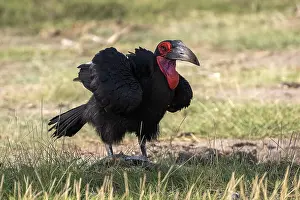 Southern ground hornbill (Bucorvus leadbeateri)