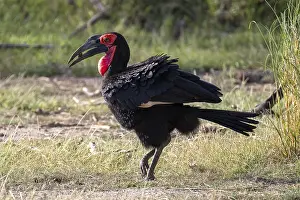 Southern ground hornbill (Bucorvus leadbeateri)
