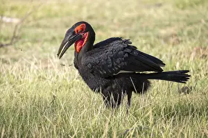 Southern ground hornbill (Bucorvus leadbeateri)