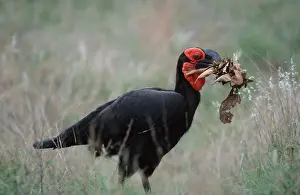 Southern Ground Hornbill (Bucorvus leadbeateri) collecting nesting material