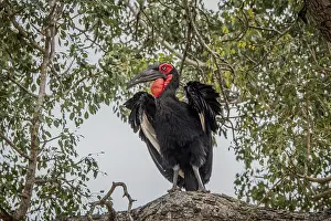 Southern ground hornbill in a tree in the Kruger National Park