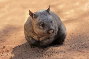Southern hairy-nosed wombat (Lasiorhinus latifrons)