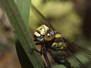 Southern Hawker (Aeshna cyanea), male