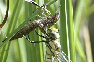 Southern Hawker - freshly hatched (Aeshna cyanea)
