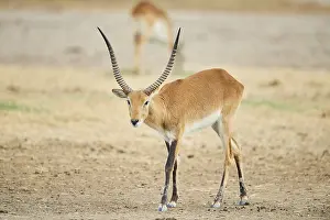 Southern lechwe (Kobus leche) in the dessert