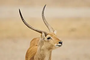 Southern lechwe (Kobus leche) in the dessert