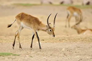 Southern lechwe (Kobus leche) in the dessert