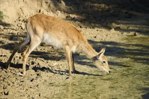Southern lechwe (Kobus leche) next to a water pond in the dessert