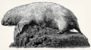 The southern marsupial mole (Notoryctes typhlops)