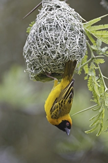 Southern Masked Weaver (Ploceus velatus)