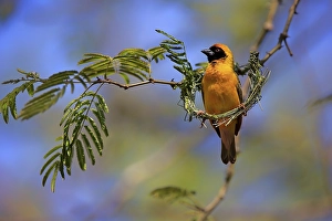 Southern Masked Weaver (Ploceus velatus)