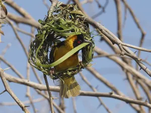 Southern Masked Weaver (Ploceus velatus) builds a nest of grass stalks