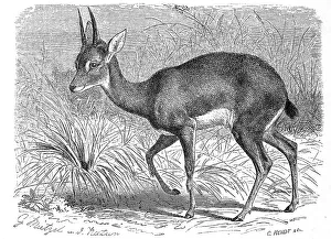 Southern oribi (Ourebia ourebi) or palebok