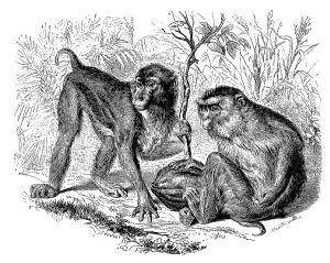 Southern pigmy monkey