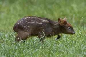 Southern Pudu fawn (Pudu pudu)