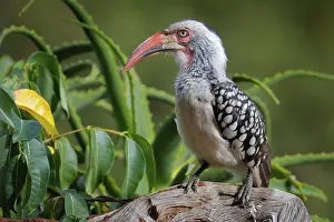 Southern Red-billed Hornbill, Tockus leucomelas