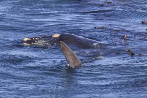 Southern right whale