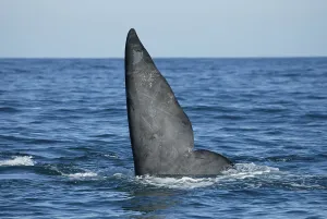 Southern Right Whale (Eubalaena australis)