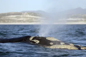 Southern Right Whale (Eubalaena australis)