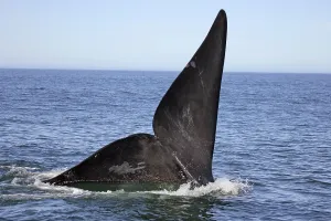 Southern Right Whale (Eubalaena australis)