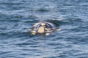 Southern right whale (Eubalaena australis)