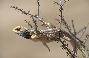 Southern rock agama (Agama atra)
