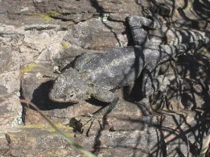 Southern rock agama (Agama atra atra)