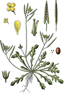 Southern rocket (Diplotaxis viminea)