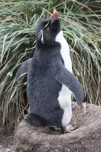 Southern rockhopper penguin (Eudyptes chrysocome)