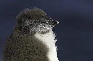 Southern Rockhopper Penguin (Eudyptes chrysocome)