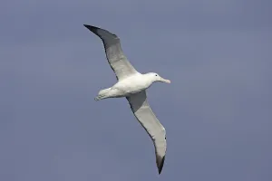 Southern Royal Albatross (Diomedea epomophora)
