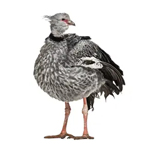 Southern Screamer, Chauna torquata