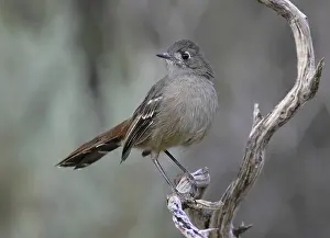 Southern Scrub Robin (Drymodes brunneopygia)