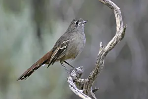 Southern Scrub Robin (Drymodes brunneopygia)
