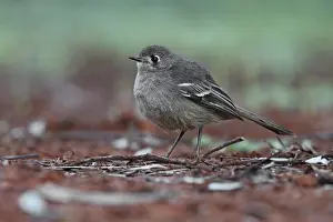 Southern Scrub Robin (Drymodes brunneopygia)
