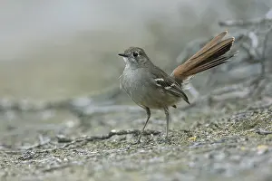 Southern Scrub Robin (Drymodes brunneopygia) perched on the ground
