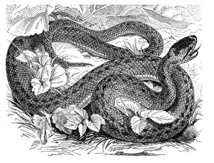 Southern smooth snake (Coronella laevis)