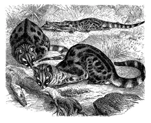 Southern spotted genet (Genetta felina)