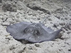 Southern Stingray (Hypanus americanus) lies calmly on the sandy seabed