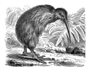 Southern striped kiwi, striped kiwi