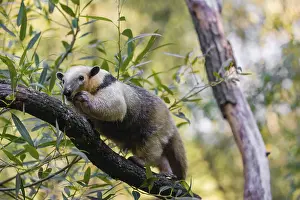 One southern tamandua (Tamandua tetradactyla)