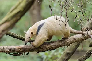 A southern tamandua (Tamandua tetradactyla)