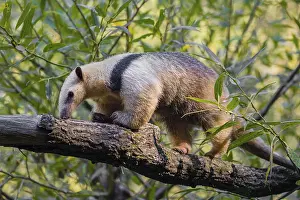 One southern tamandua (Tamandua tetradactyla)