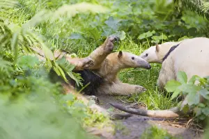 One southern tamandua (Tamandua tetradactyla)