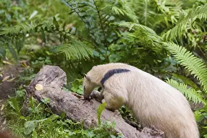 One southern tamandua (Tamandua tetradactyla)