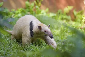 One southern tamandua (Tamandua tetradactyla)